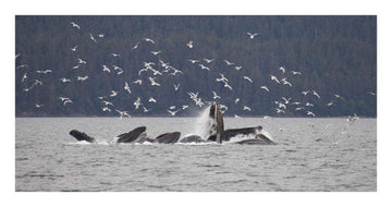 Humpback Whale Bubble Net Feeding Near Juneau With Seagulls Stealing Fish, Alaska-Paper Art-26'X14'