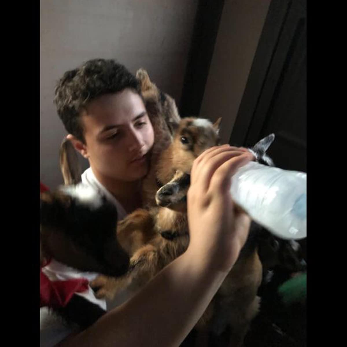 Small Animal Milk Drink Nipples With Flutter Valves Soft Rubber Cow Calf Milk Drinking Nipple For Goats Lambs Sheep Piglet Screw