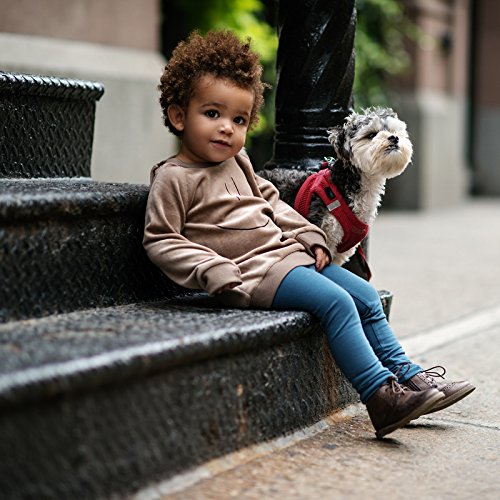 Petit Clair Unisex Cotton Leggings Fall Winter 2016 Boys/Girls Kids/Baby Pants Elasticized Waistband Peacock Blue