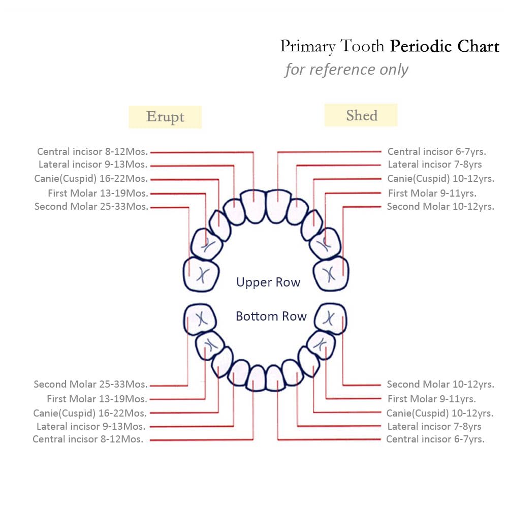 Tooth Fairy Box & Baby Tooth Keepsake Case For Kids- Natural Wheat Straw & Pp Material, Easy-Write Eva Liner - Blue