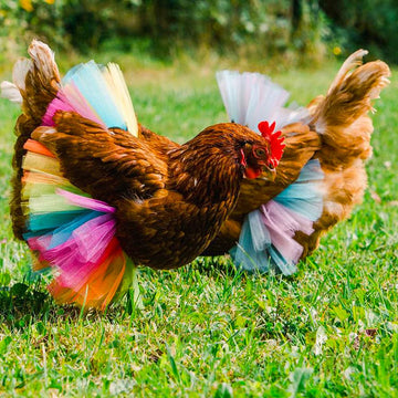 2 Pack Chicken Tutu Skirt Mesh Skirt Princess Dress Hen Decoration Feather Protector (Large: Colors May Vary)