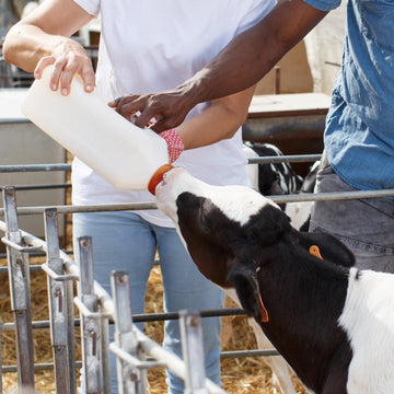 Calf Bottle With Hand Grip Handle And A Replacement Nipple,2 Quart Calf Milk Feeder Nursing Feeding Bottle (Red, Calf Bottle Set