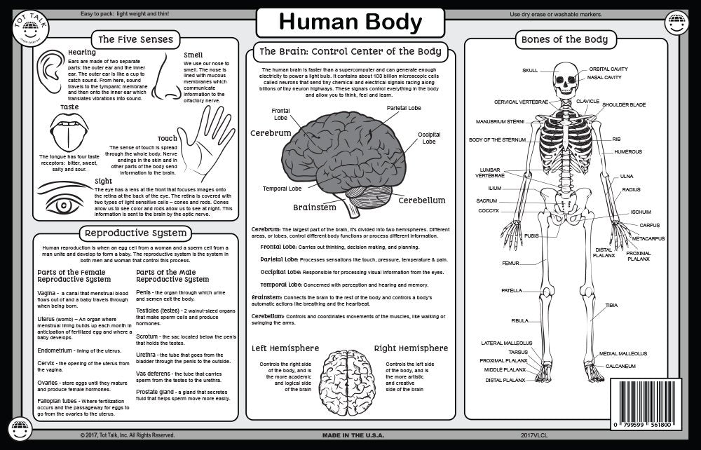 Tot Talk Human Body Educational Placemat For Kids - Made In Usa - Durable, Double-Sided, Body'S Biology, Including Its Systems,