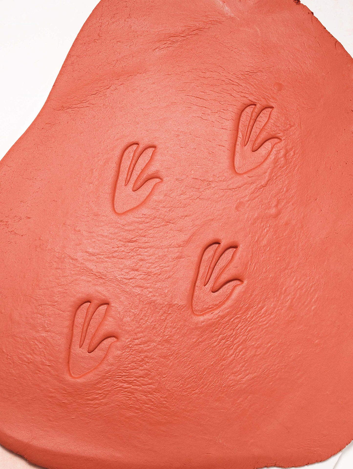 Lets Investigate Dinosaur Footprint