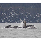 Humpback Whale Bubble Net Feeding Near Juneau With Seagulls Stealing Fish, Alaska-Paper Art-26'X14'