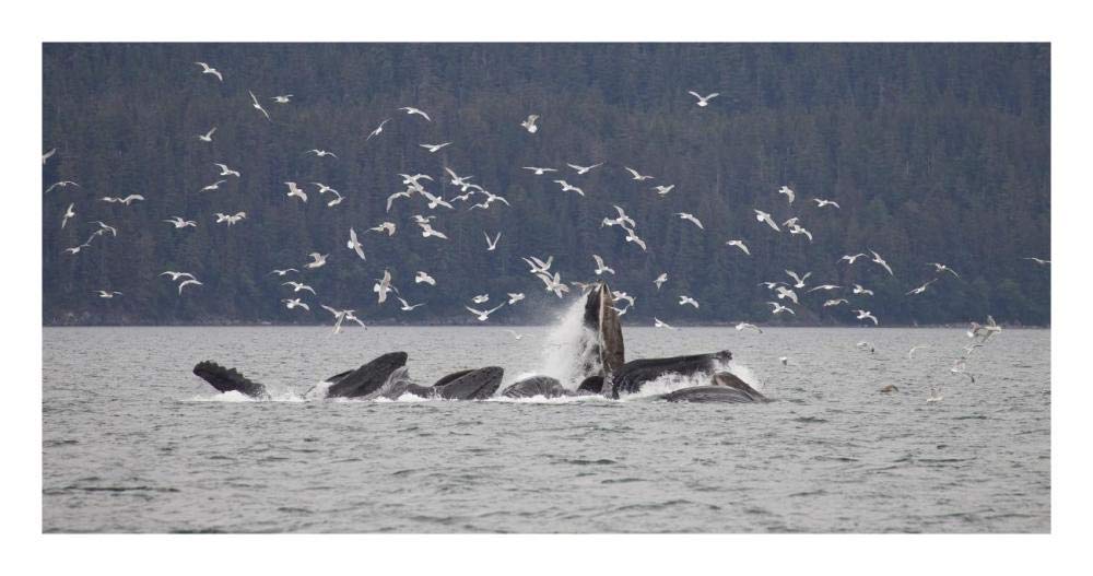 Humpback Whale Bubble Net Feeding Near Juneau With Seagulls Stealing Fish, Alaska-Paper Art-26'X14'