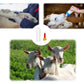 6Pcs Goat Feeding Bottles 400 Ml/13.5 Oz And 12 Nipples, Lamb And Kid Bottle, Livestock Baby Bottle For Sheep,Lamb,Calf And Othe