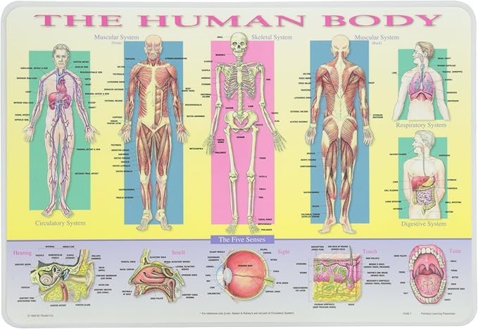 SALES4LESS Learning Human Body Placemat