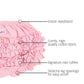 Rufflebutts Baby/Toddler Girls Baby Pink Knit Ruffle Nappy Cover - 6-12M