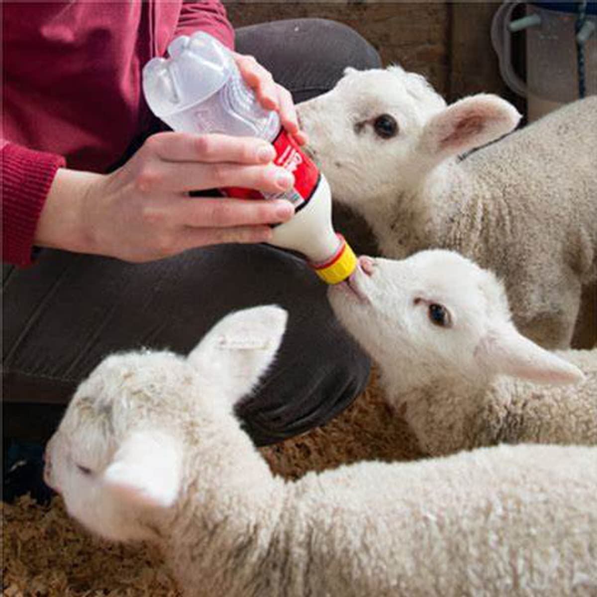 Small Animal Milk Drink Nipples With Flutter Valves Soft Rubber Cow Calf Milk Drinking Nipple For Goats Lambs Sheep Piglet Screw
