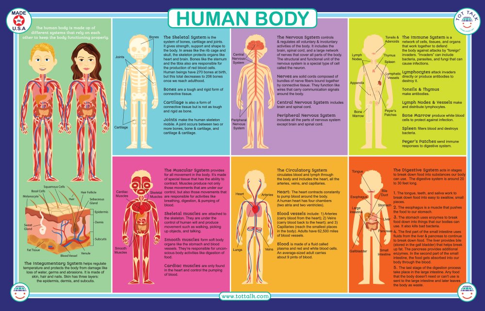 Tot Talk Human Body Educational Placemat For Kids - Made In Usa - Dura – Cutebab WBCBBB01N6WVR2J
