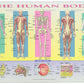 Painless Learning Educational Placemats For Kids Usa And World Maps, Solar System, The Human Body Laminated Washable Reversible