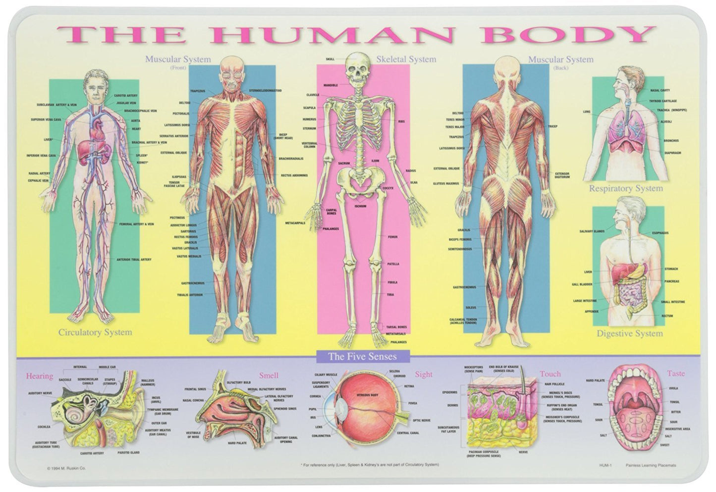 Painless Learning Educational Placemats For Kids Usa And World Maps, Solar System, The Human Body Laminated Washable Reversible