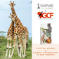 Sophie la girafe | Giraffe Conservation Foundation Set | Includes a Mini Keychain | Natural Rubber | Designed for Teething Babie