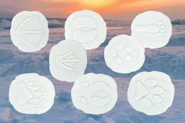 Yellow Door Lets Investigate Polar Footprints, Set of 8