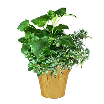 Live Aromatic And Healthy Herb Combo In Deco Cover - Stress Reliever, Combo Includes Lemon Balm, Lavender, And Mint, 12' Tall B