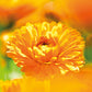 Weleda Calendula Baby Face Cream, 1.7 Fz