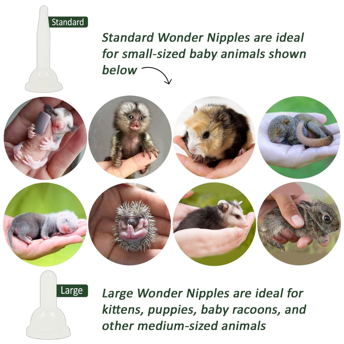 Exotic Nutrition Baby Squirrel Nursing Set (Basic) - Milk Replacer, Feeding Syringes