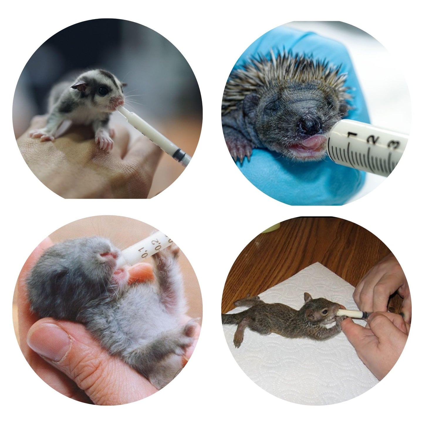 Exotic Nutrition Baby Squirrel Nursing Set (Basic) - Milk Replacer, Feeding Syringes