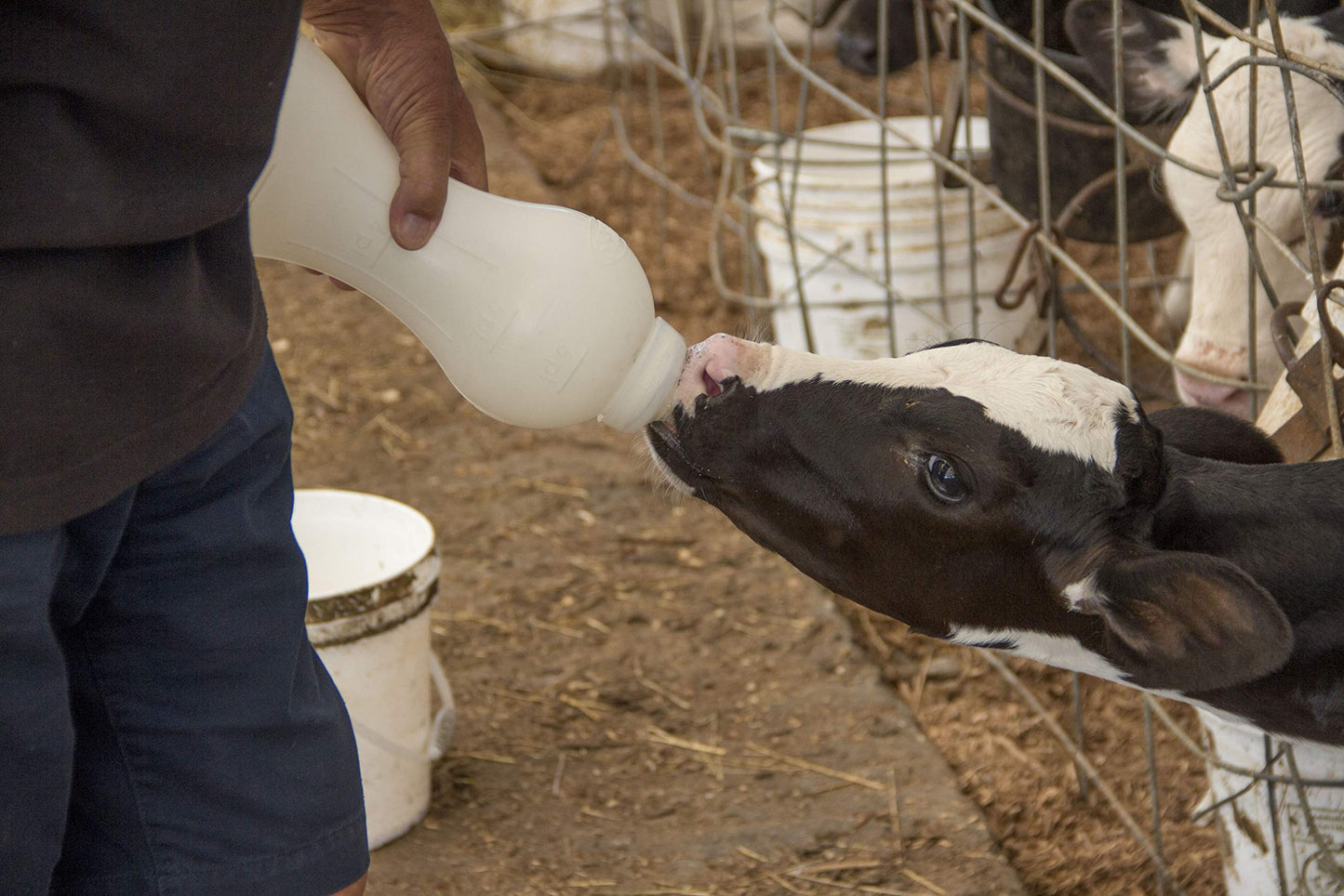 Bess Calf 2Qt Nursing Feeding Bottle: Leak-Free, Non-Collapsing, With Clear Screw-On Nipple