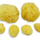 Real Sea Sponges For Babies - 6 Pk Bath Care Set, Gentle, Kind On Skin, For Bathing Washing Body Eyes, Ears Nose, Also For Newbo
