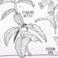 Modern-Twist Waterproof, Dishwasher Safe Mark, Mat & Marker Set, Dangerous Plants