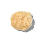 Natural "Wool" 3-4" Sea Sponge