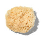 Natural "Wool" 5-6" Sea Sponge
