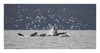 Humpback Whale Bubble Net Feeding Near Juneau With Seagulls Stealing Fish, Alaska-Paper Art-26'X14'