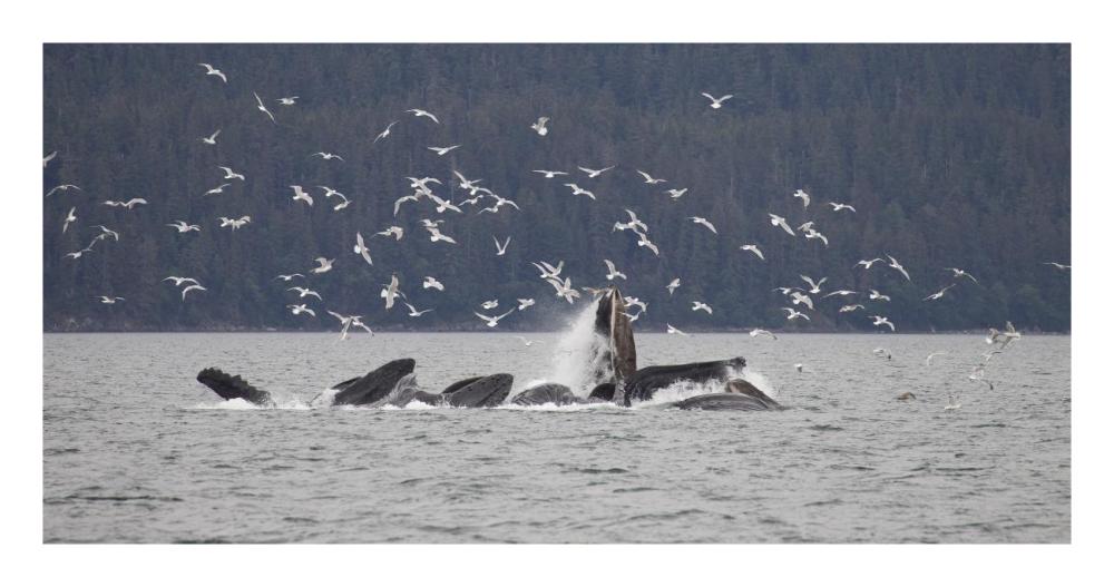 Humpback Whale Bubble Net Feeding Near Juneau With Seagulls Stealing Fish, Alaska-Paper Art-26'X14'
