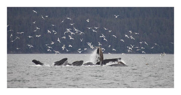 Humpback Whale Bubble Net Feeding Near Juneau With Seagulls Stealing Fish, Alaska-Paper Art-26'X14'